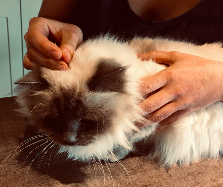 Traitement par acupuncture pour le chat