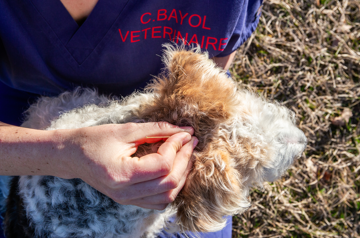 Traitement d'acupuncture sur un chien