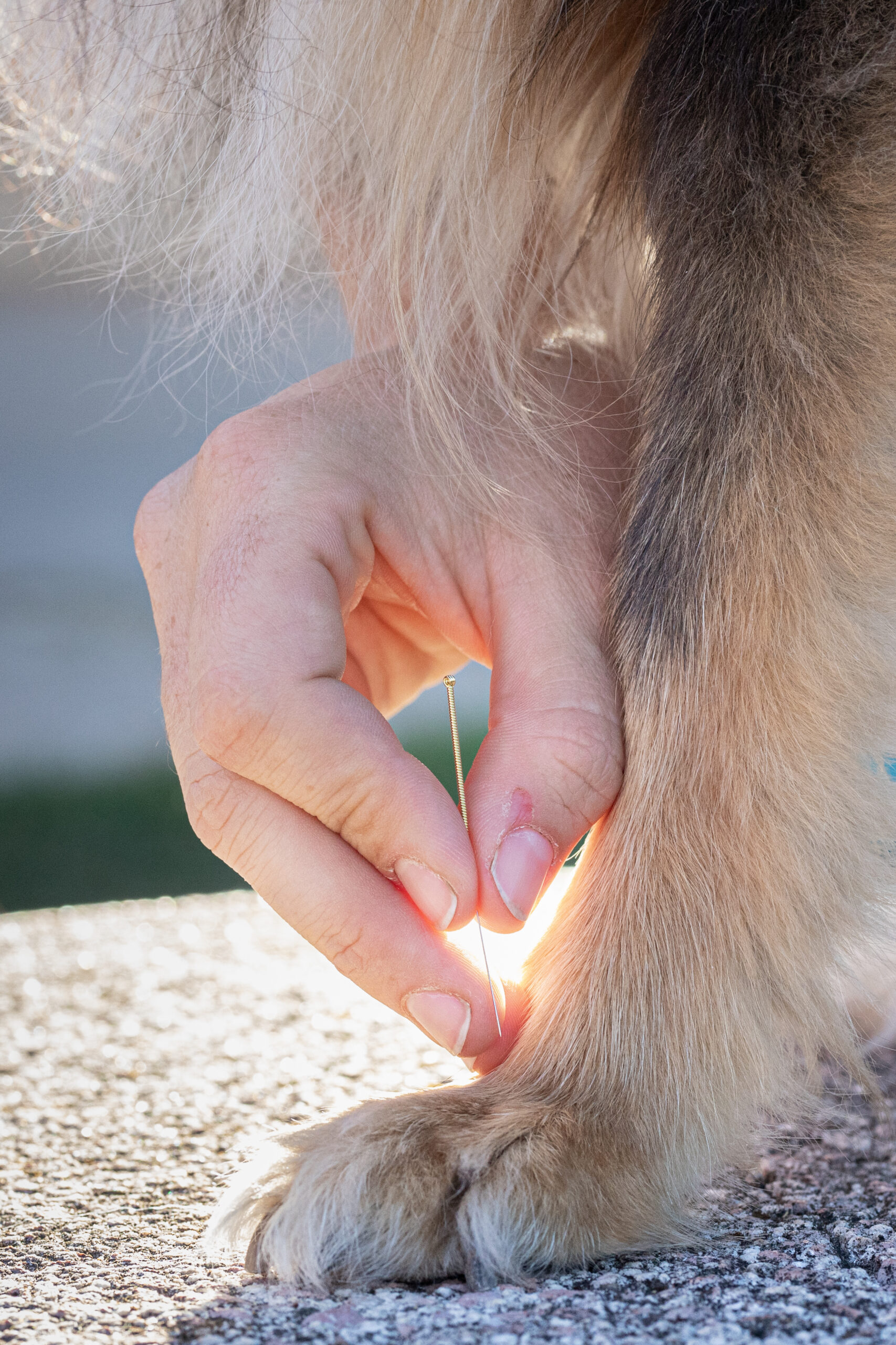 Une aiguille d'acupuncture sur un chien