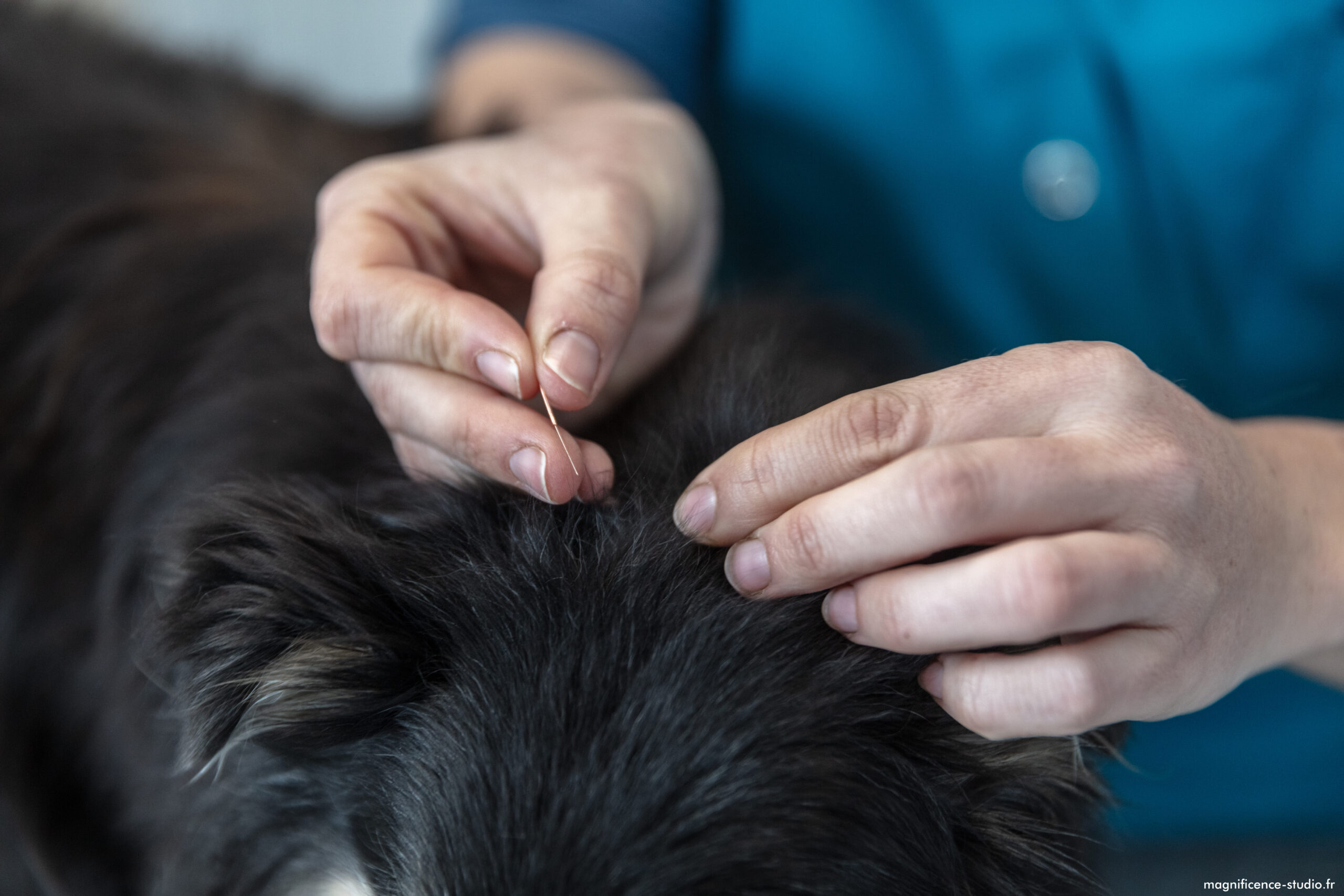 Les aiguilles d'acupuncture, très bien tolérées chez le chien.